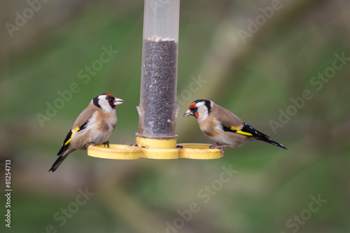 Goldfinches