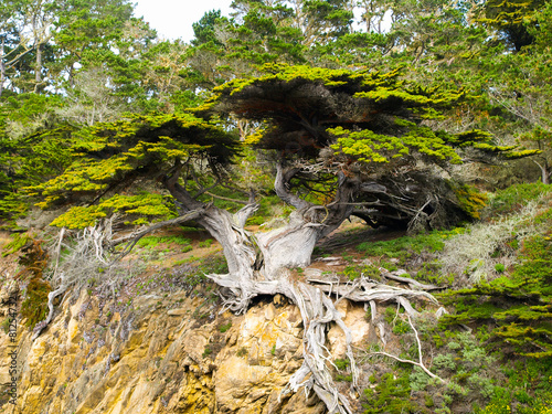 Cypress tree detailed view