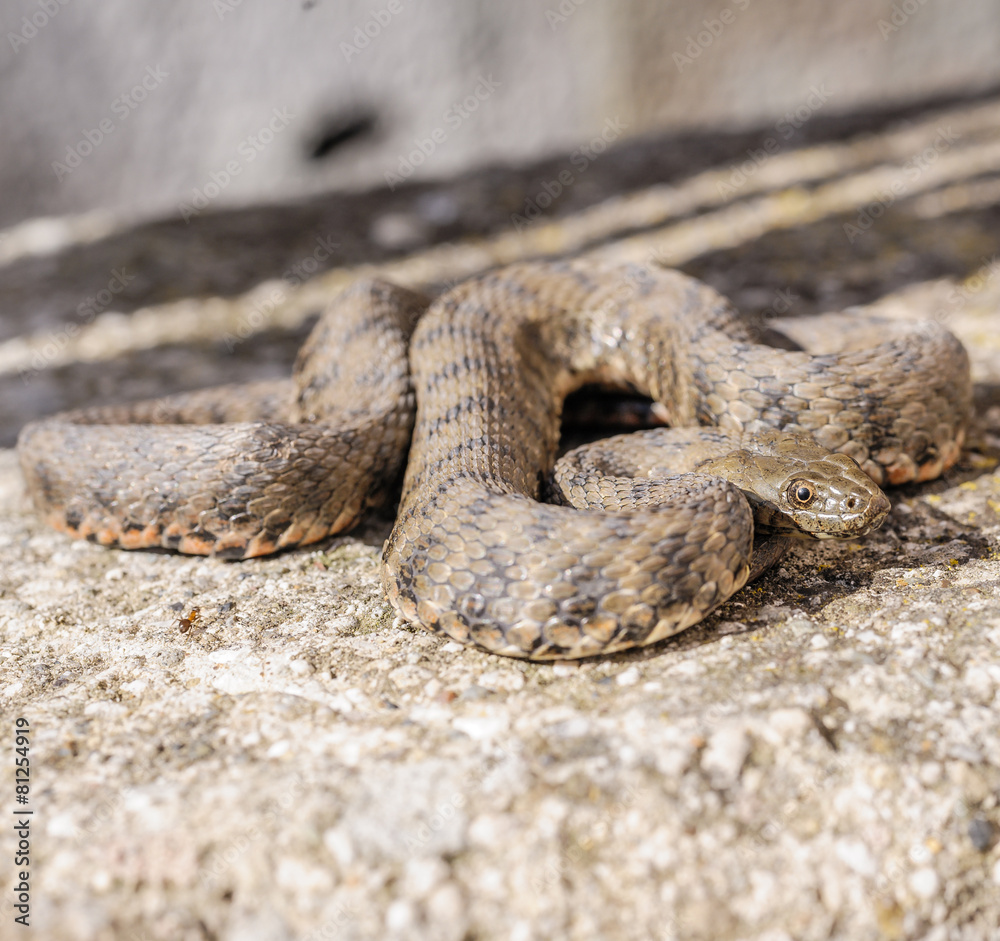 Fototapeta premium Snake,viper