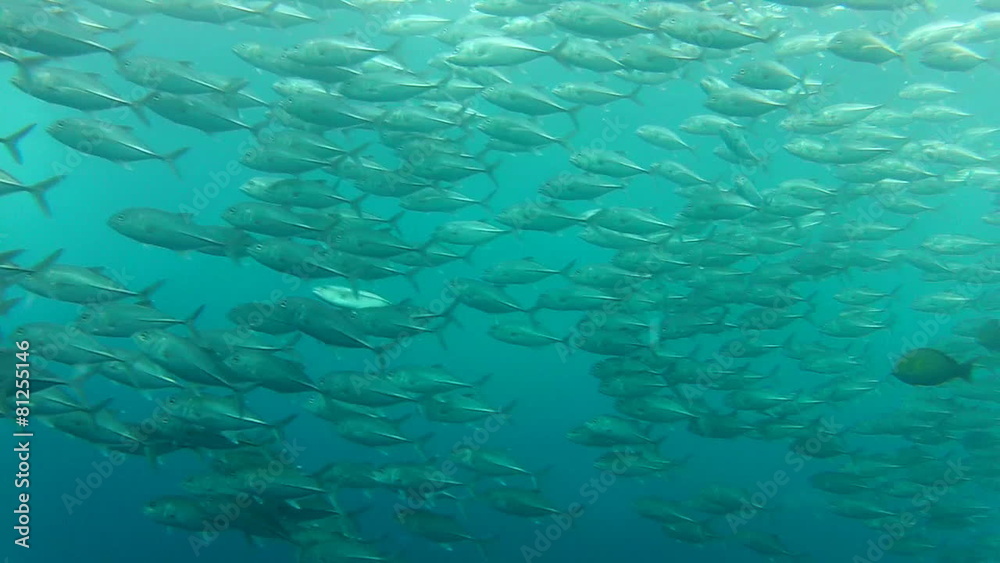 Shoal of jack fish in tulemben in Bali, Indonesia Shoal of jack fish in tulemben in Bali, Indonesia