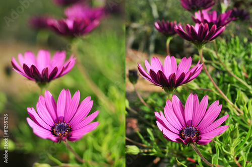 photos of purple flowers shot with different apertures