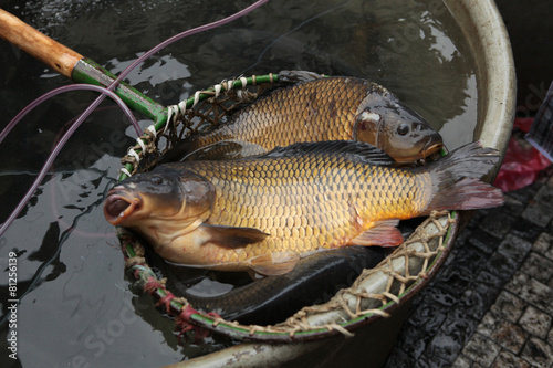 Photography Live carps on sale in Prague, Czech Republic.