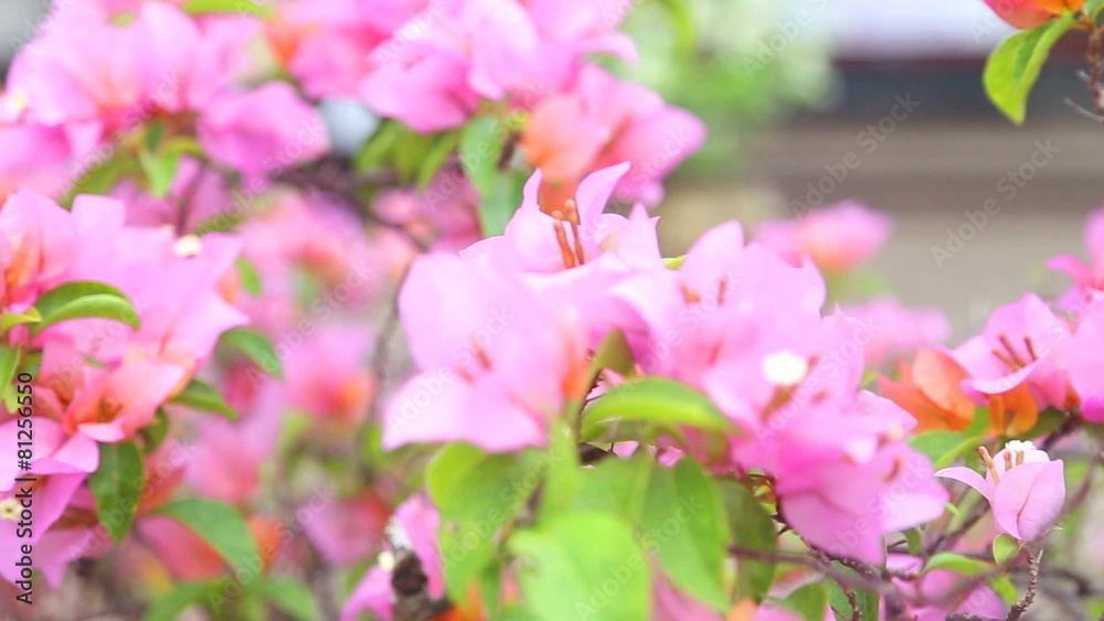 View of pink bougainvillea moving in the wind View of pink bougainvillea moving in the wind