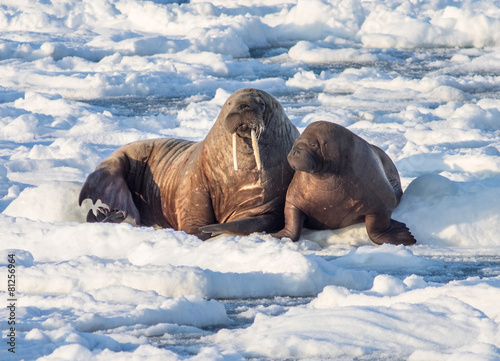 Couple of walruses on the ice - Arctic, Spitsbergen