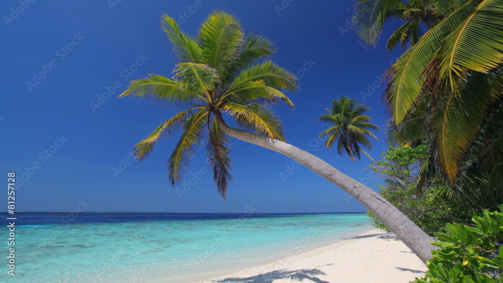 two perfect palmtrees on a lonely beach two perfect palmtrees on a lonely beach
