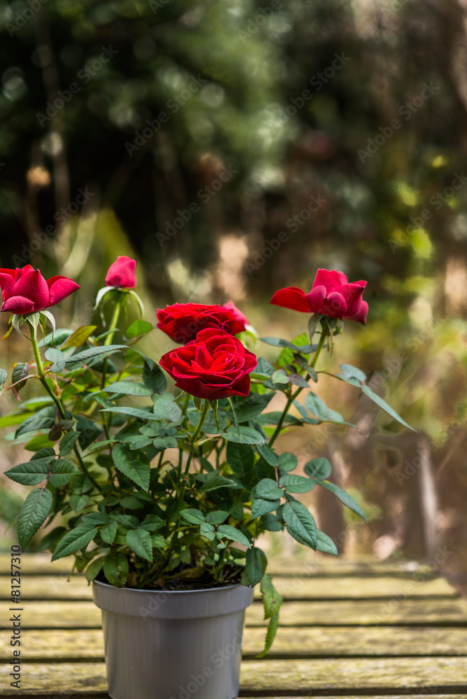 Aromatic red roses potted in plastic planter on a table