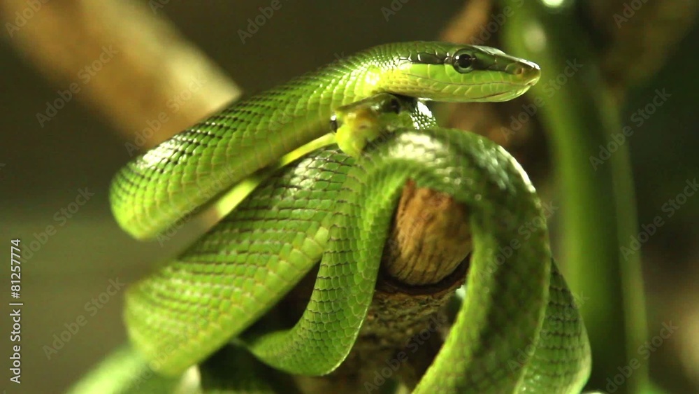 Snakes in a terrarium Snakes in a terrarium