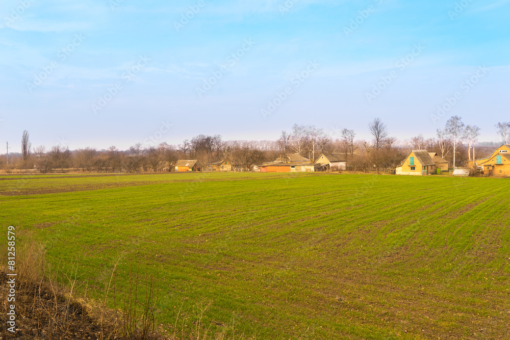 Fototapeta premium Wheat field