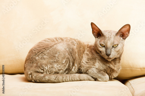 Fotografie Animals at home. Egyptian mau cat