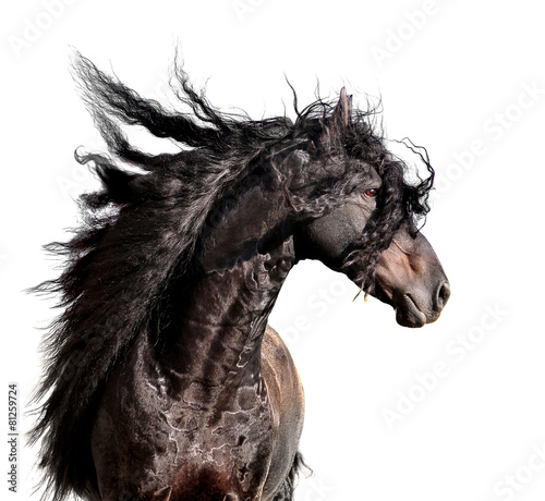 friesian horse portrait with long mane isolated on white
