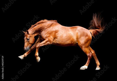 Galloping chestnut horse, isolated on black background