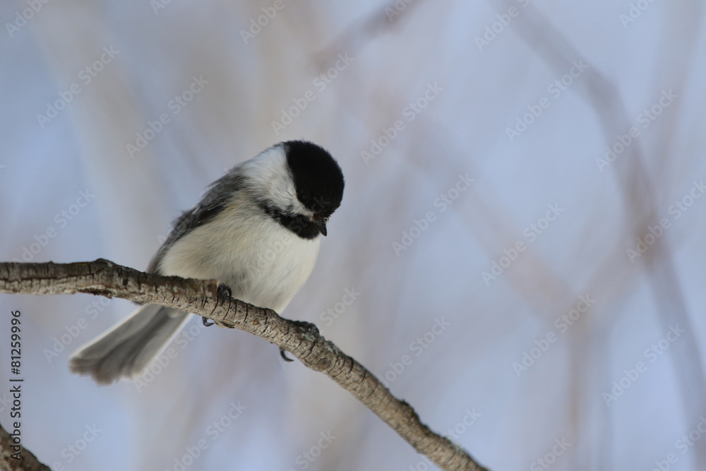 Obraz premium Mésange à tête noire