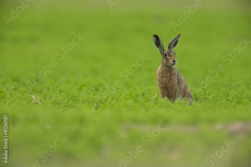 Lepus europaeus - European brown hare © jamiehall