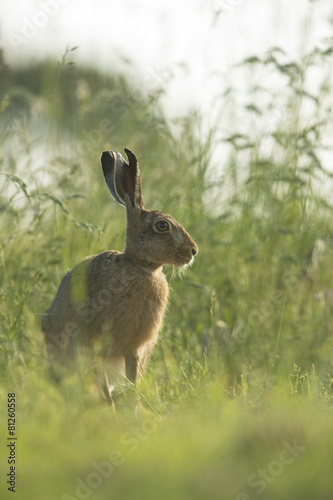 Lepus europaeus - European brown hare