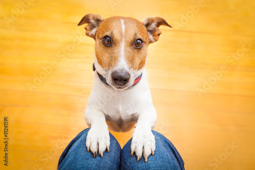 Photography dog begging on lap