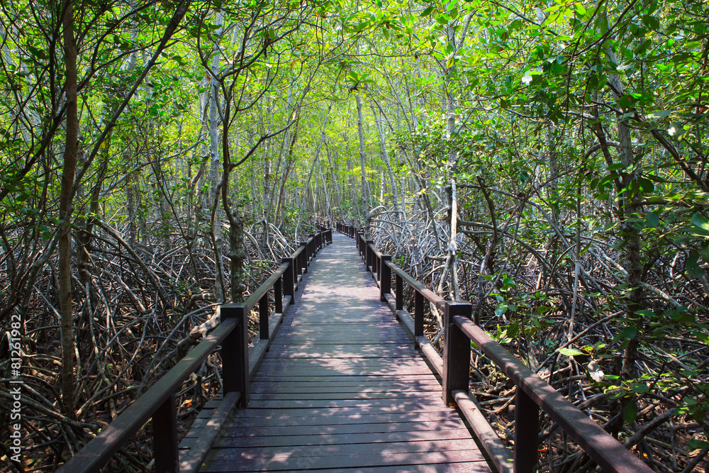 beautiful land scape of wood way bridge in natural mangrove fore beautiful land scape of wood way bridge in natural mangrove fore
