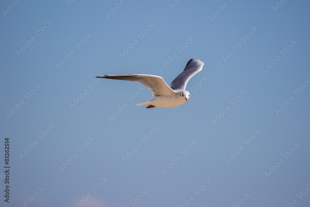 White sea gull flying in the blue sky White sea gull flying in the blue sky