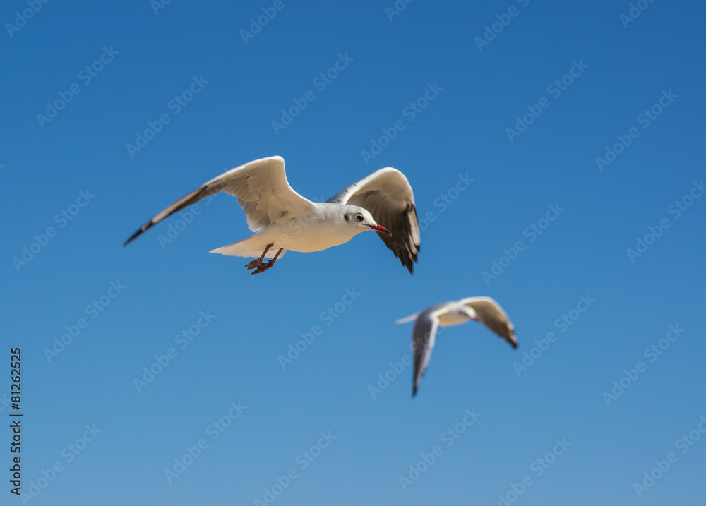 White sea gull flying in the blue sky White sea gull flying in the blue sky