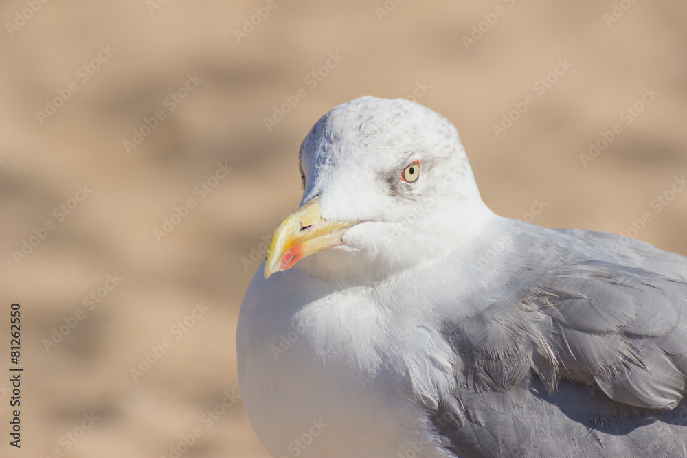 seagull stands at the ocean's edge seagull stands at the ocean's edge