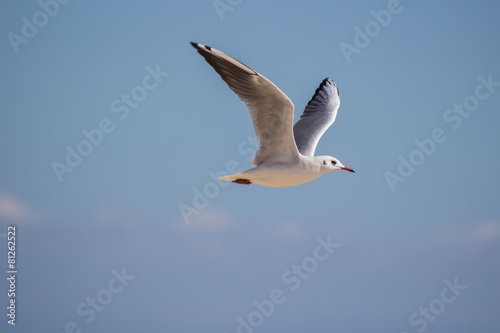 White sea gull flying in the blue sky