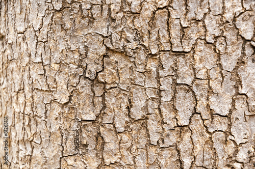 Tree trunk texture