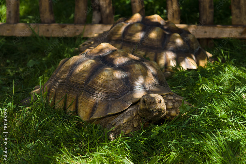 Obraz premium Big turtle in the grass.