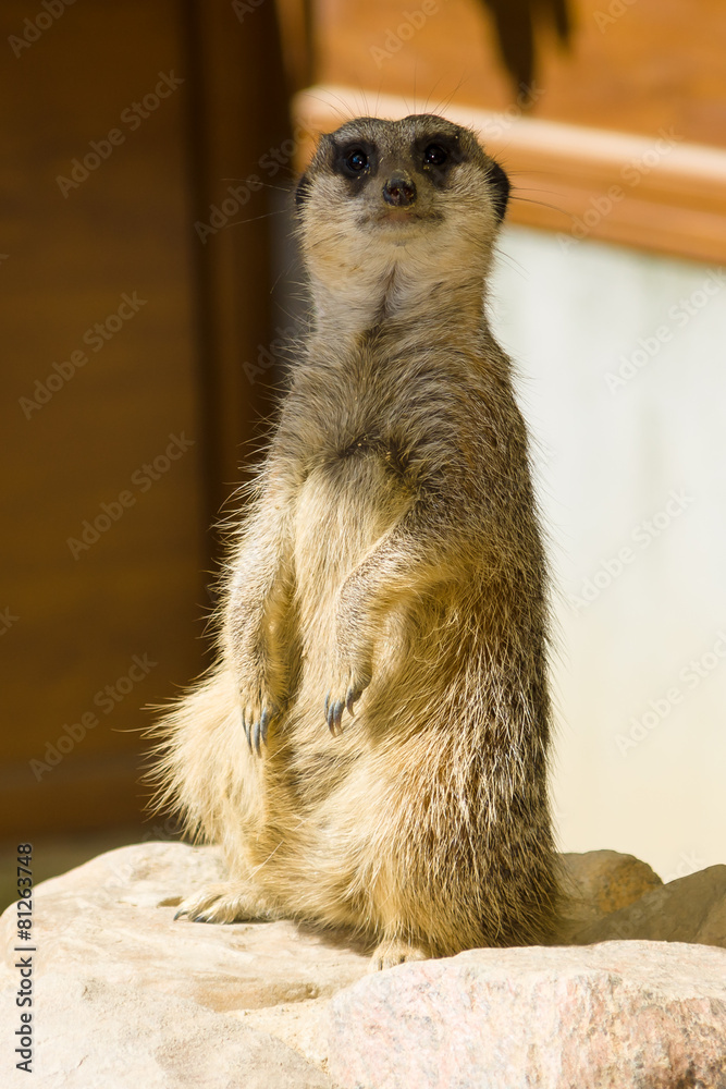 Fototapeta premium Suricate.