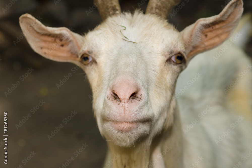 Goat head close-up. Focus on the nose.