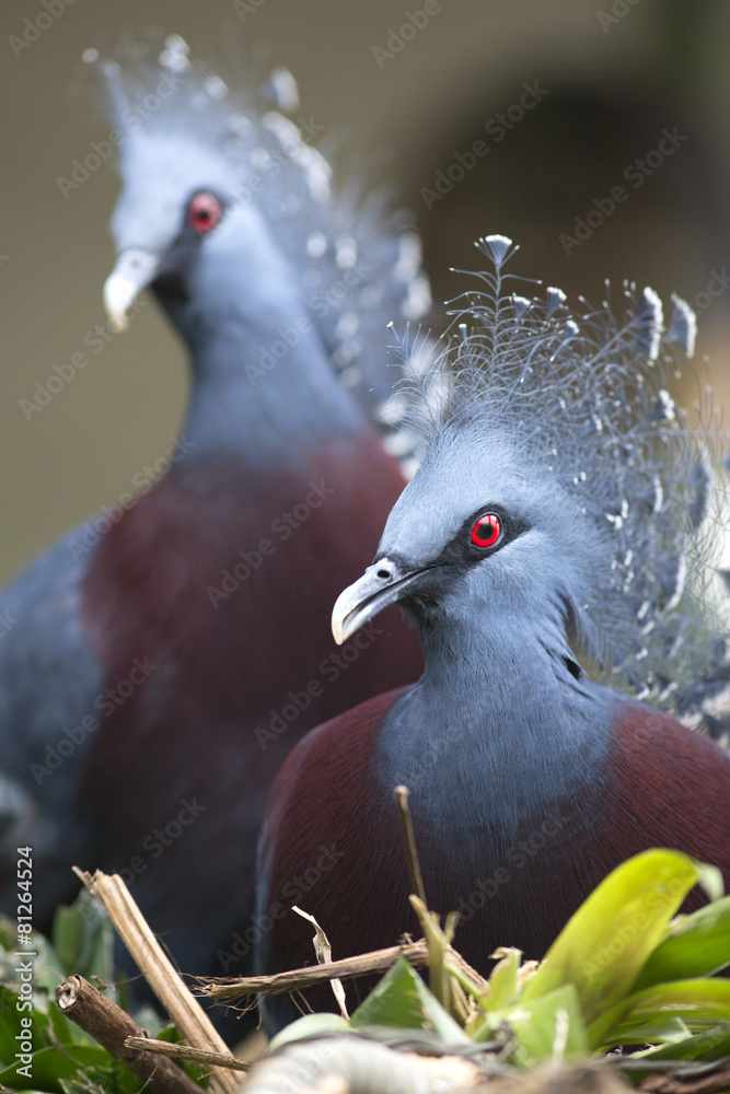 Fototapeta premium New Guinea victoria crowned pigeon (Goura victoria)