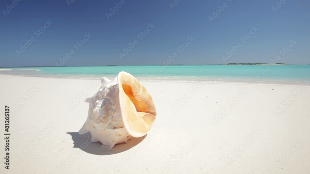 big shell on sandy beach
