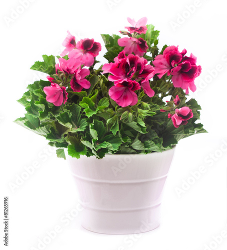Fototapeta Naklejka Na Ścianę i Meble -  Royal pelargonium flowers - Pelargonium grandiflorum in the pot