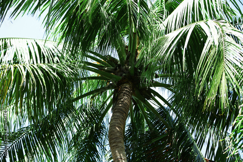 Green leaves of exotic palm trees