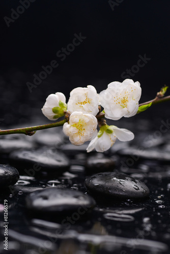 Set of Cherry blossom, with therapy stones