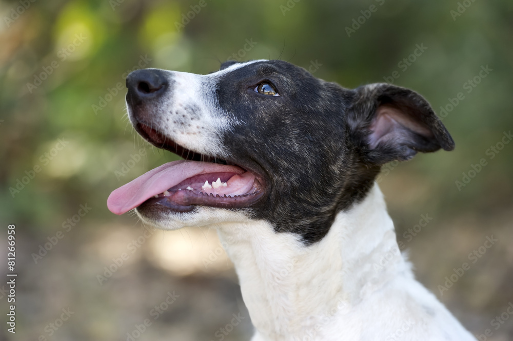 Puppy Dog Eager Curious Cute Outdoor Closeup Tongue Panting