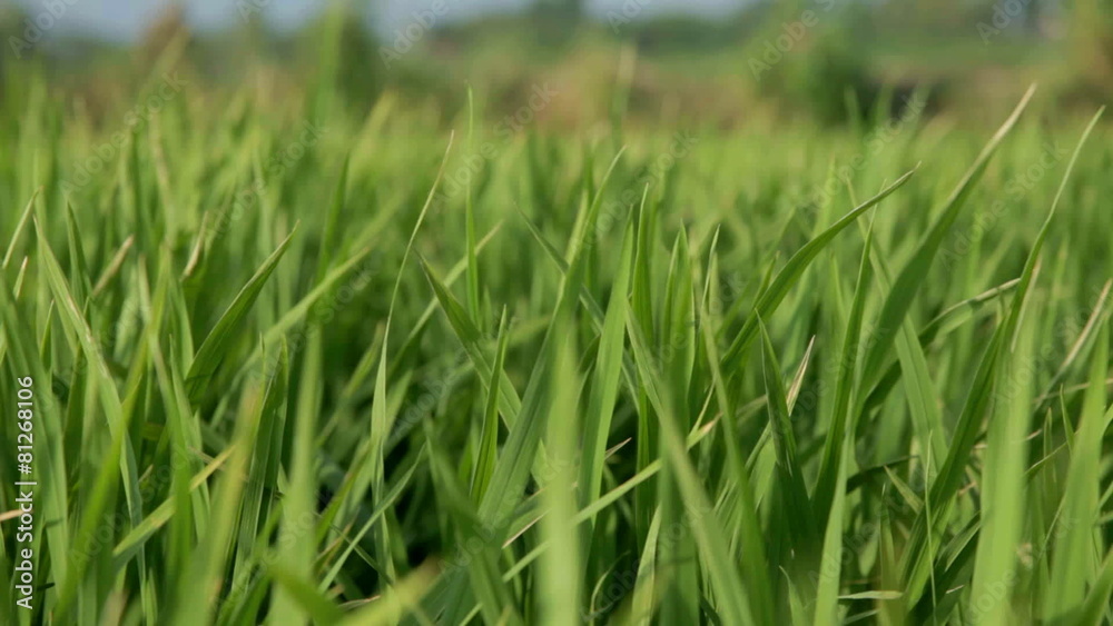 Grass rice in wind Grass rice in wind