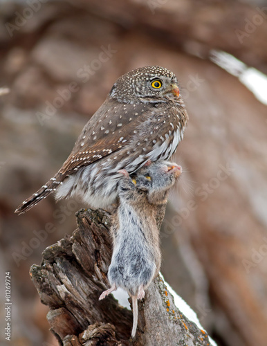 Northern Pygmy-Owl photo