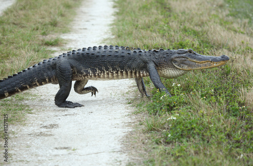 Alligator crossing a dirt road.
