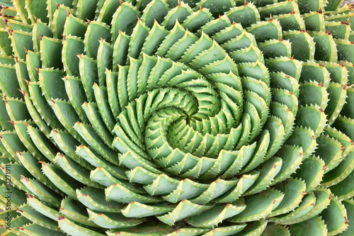 Pattern of spiral aloe photo