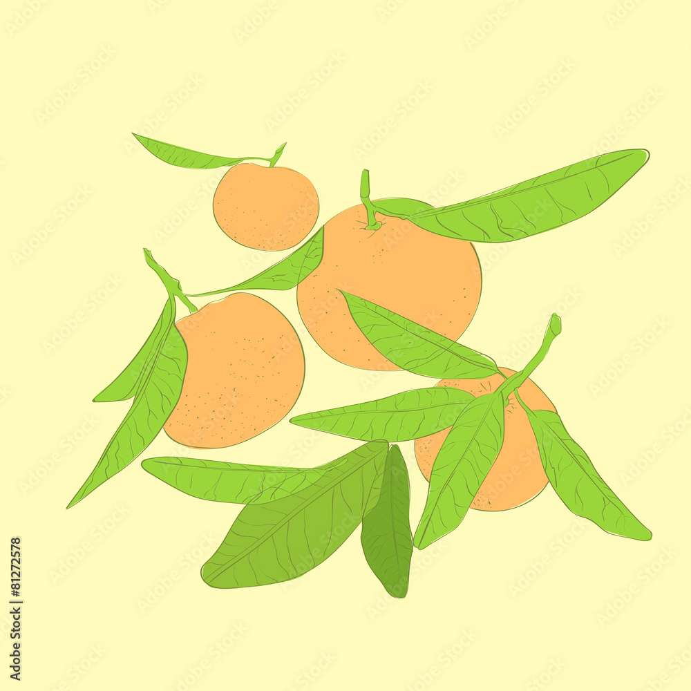mandarin cirus fruit with green leaves vector