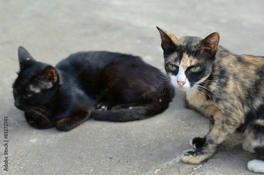 two cat  looking  on floor cement