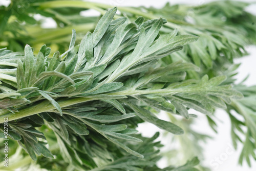 Wormwood (Artemisia absinthium L.) on white