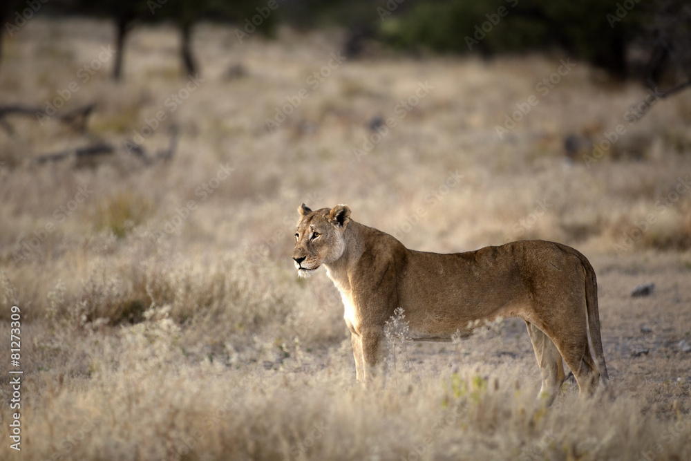 Lioness