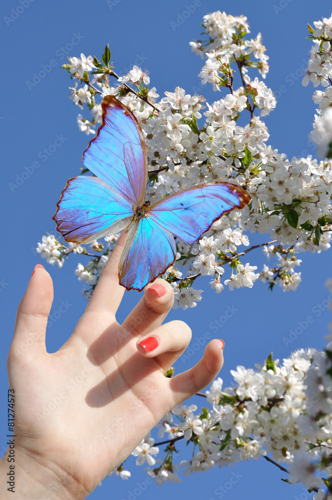 blue butterfly on hand