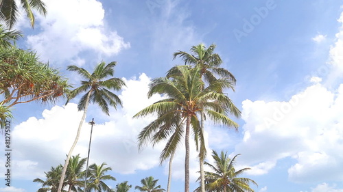 Wallpaper Mural Sky view of palm trees in the light wind and clouds passing by. Torontodigital.ca