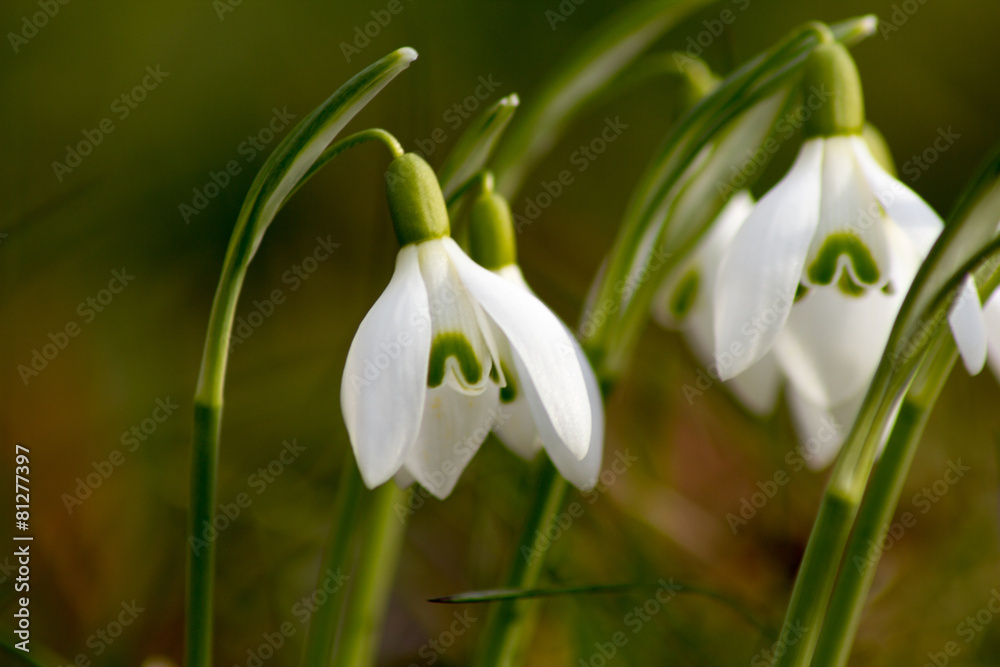 Schneeglöckchen (Galanthus nivalis) Schneeglöckchen (Galanthus nivalis)