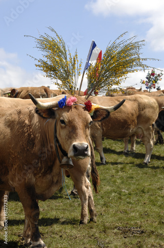 aubrac