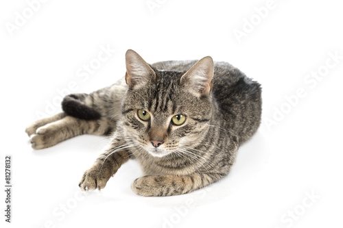 Fototapeta Naklejka Na Ścianę i Meble -  Gray cat