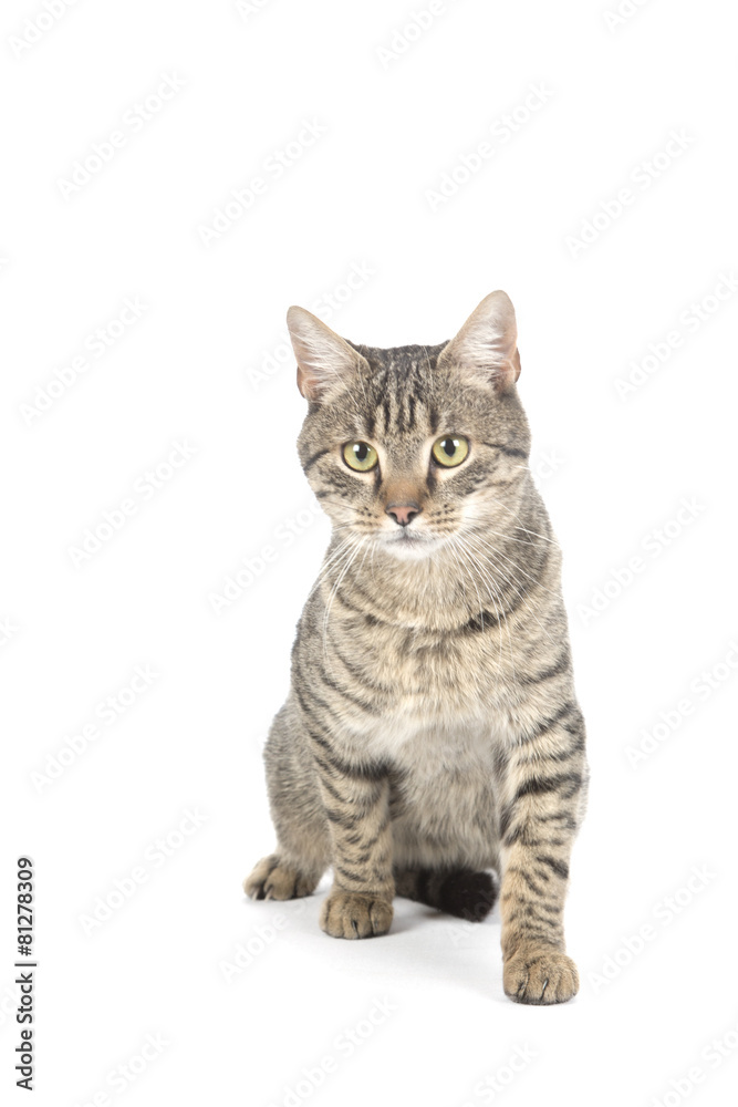 Fototapeta premium Gray cat