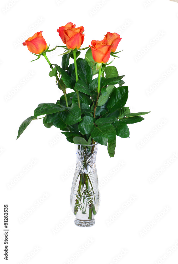 Orange roses in vase