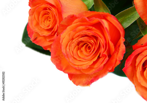 Orange roses